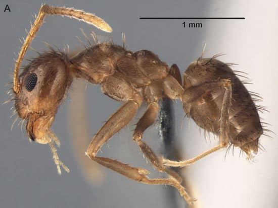 Rasberry Ant