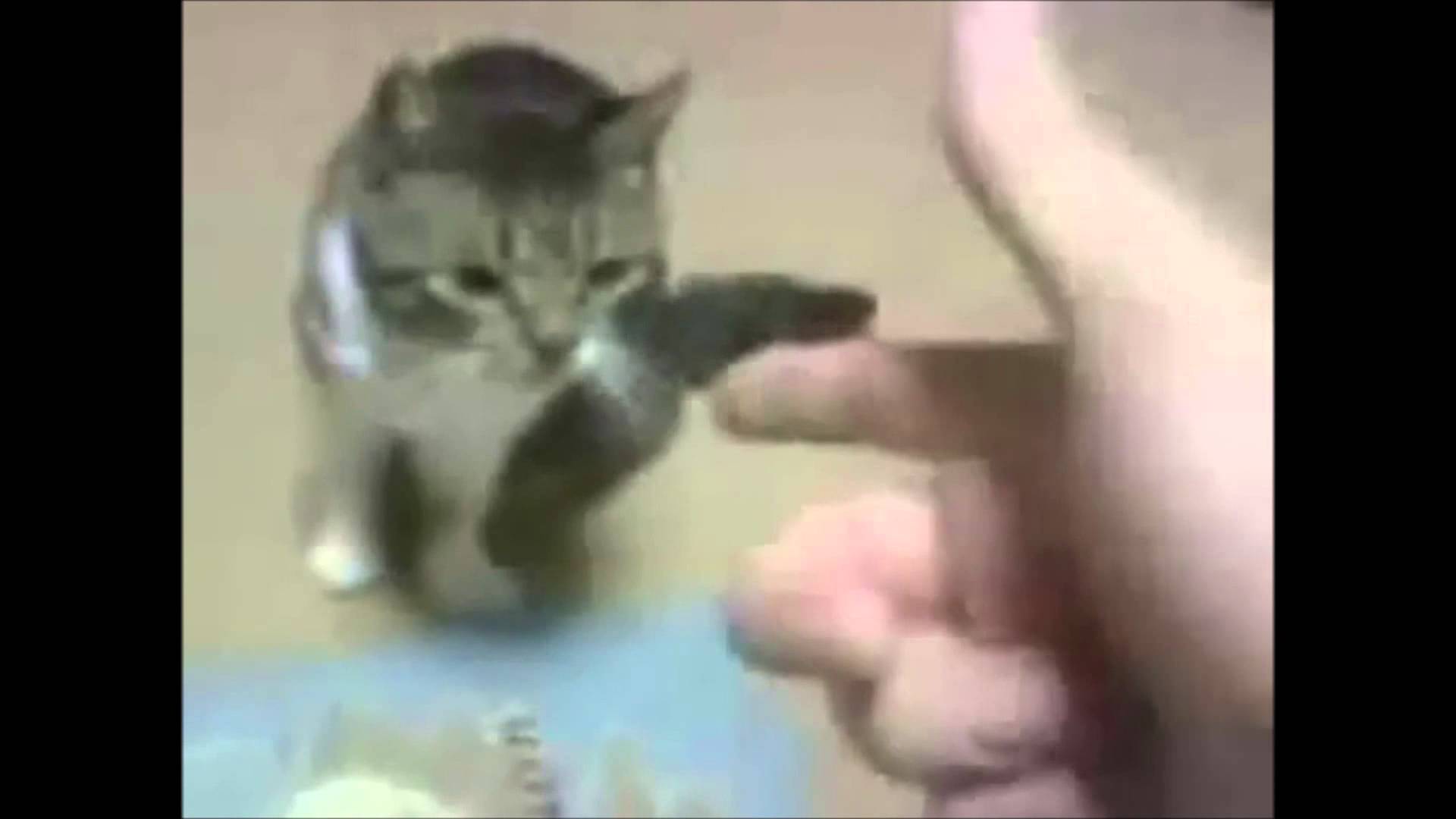 Animals Playing Dead