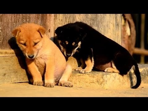 Animals Trying To Stay Awake Compilation