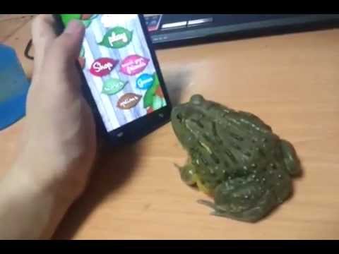 Ärgere NIE einen Frosch…