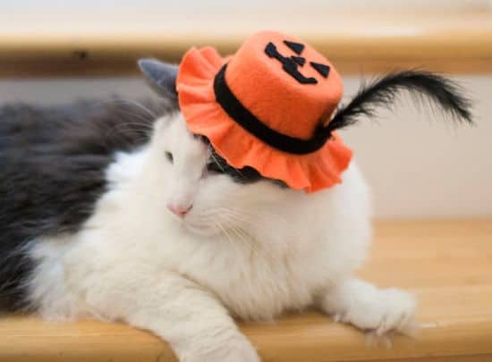 Hüte für Katzen - Cat Hats