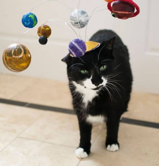Hüte für Katzen - Cat Hats