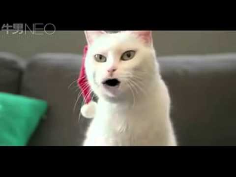 Cat Singing Christmas Song