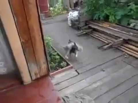 Hund bringt Katze heim