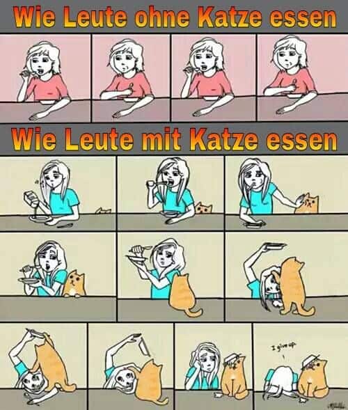 Wie Leute ohne und mit Katze essen