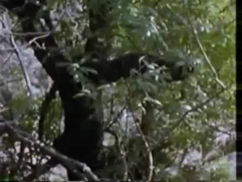 The Video Dead &#8211; Full Movie