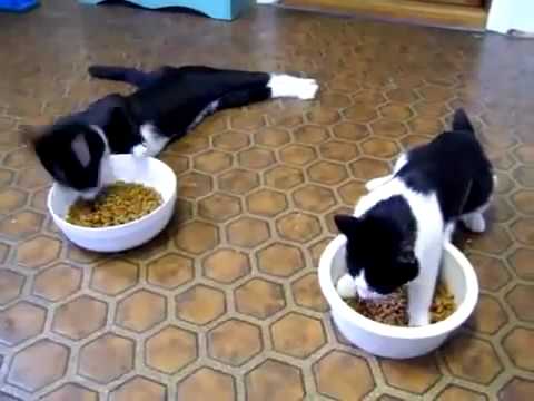 Zwei Katzen nach der Narkose