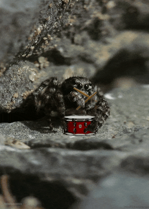 Drummer Spider