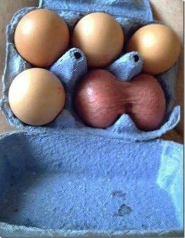 Neulich im Eierkarton