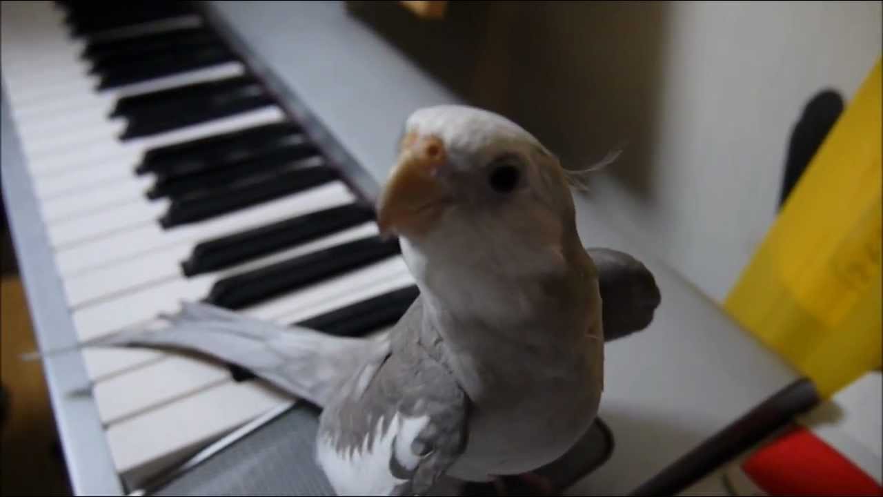 Nymphensittich Piano Duett
