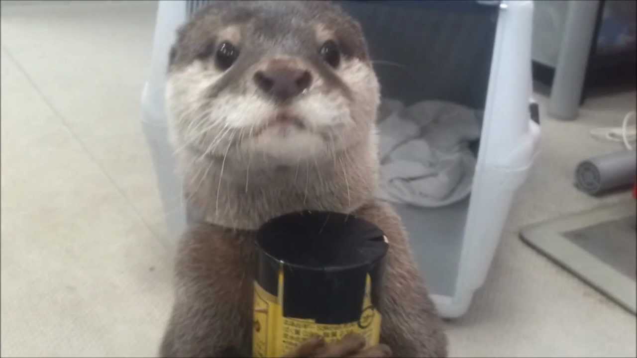Otter bringt Getränke