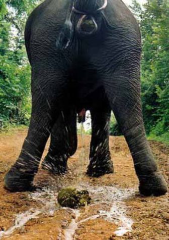 Schenk Scheisse - Anonymous delivery of elephant poop
