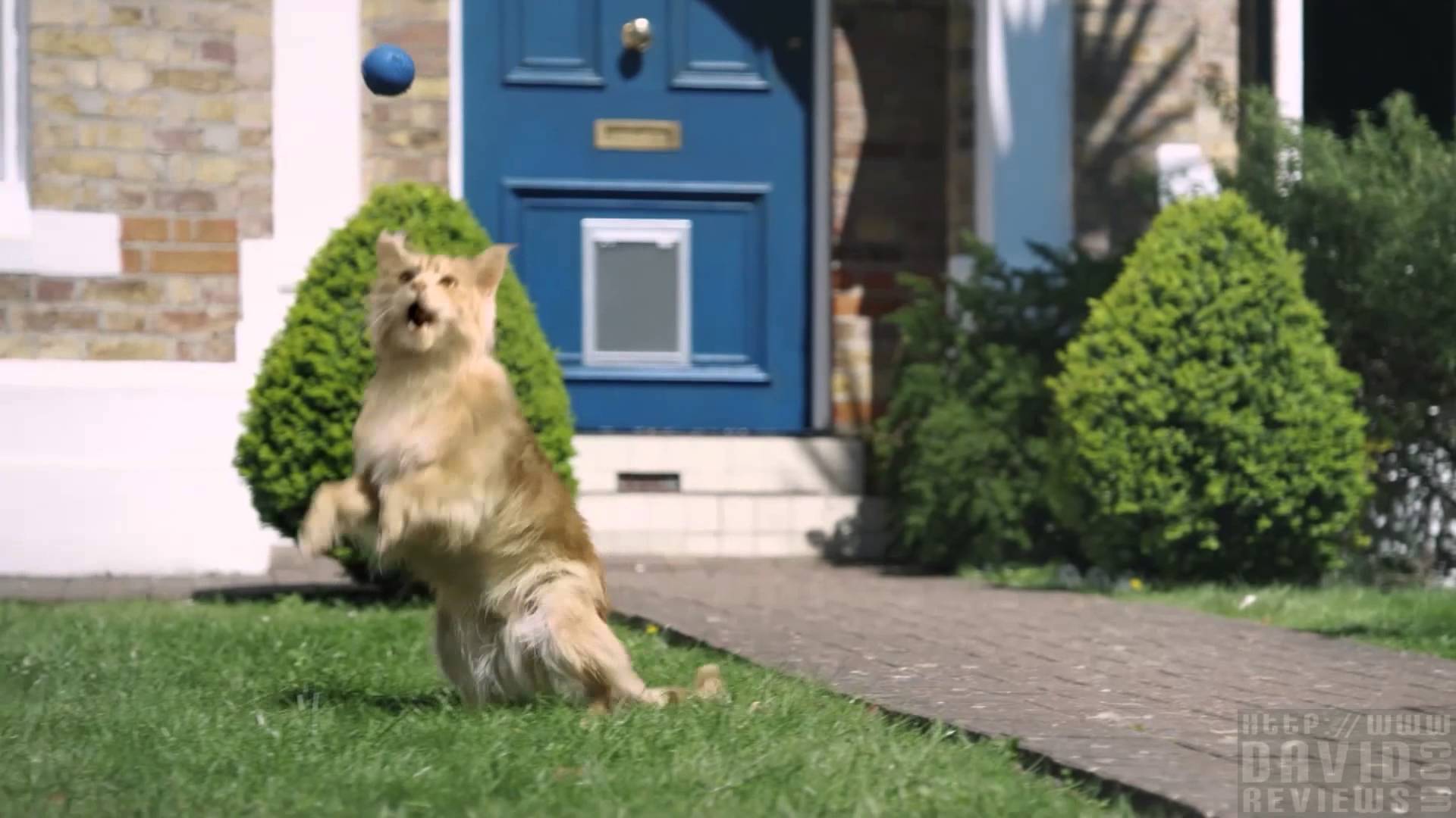 Be More Dog – Eine Katze entschliesst sich ein Hund zu sein