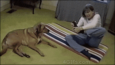 Yoga für Hunde