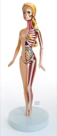 Anatomical Barbie