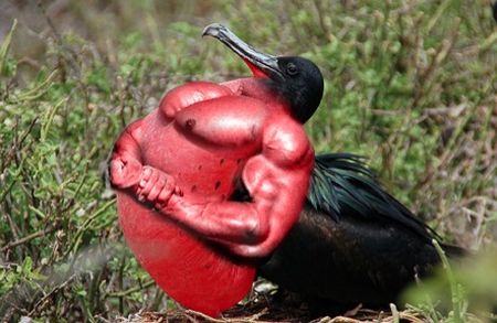 Birds With Arms