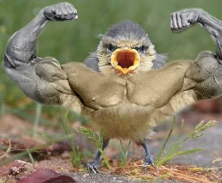 Birds With Arms