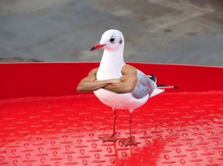 Birds With Arms