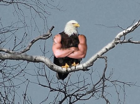 Birds With Arms