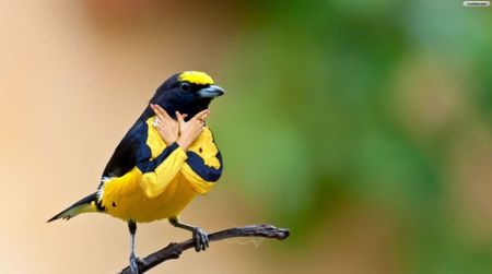 Birds With Arms