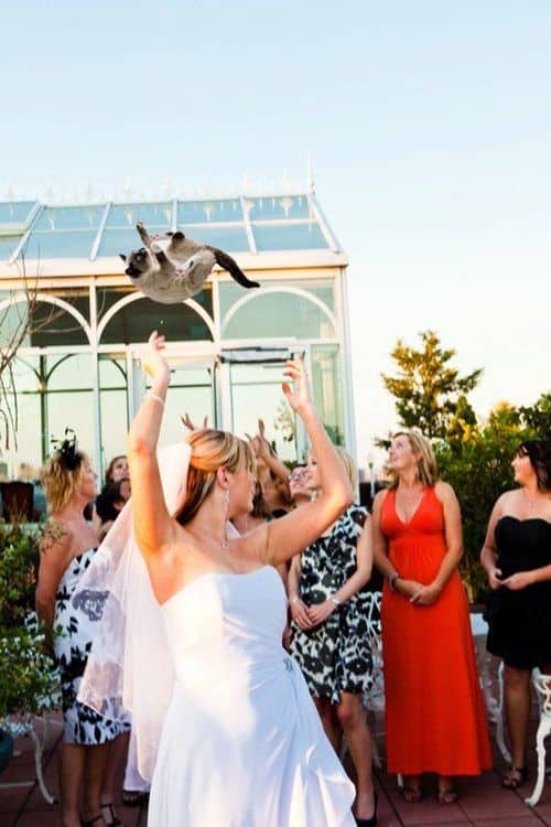 Brides throwing cats