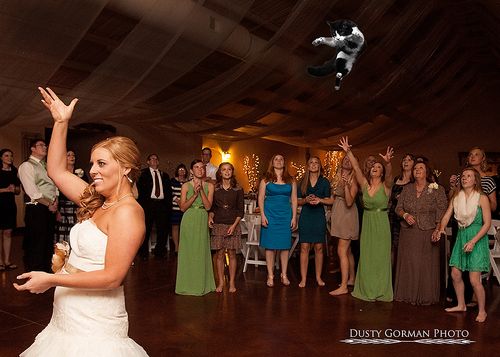 Brides throwing cats