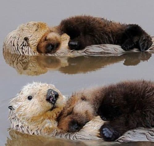Otter Umarmungen