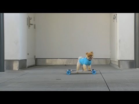 Kleinspitz Jiff und seine verblüffenden Tricks