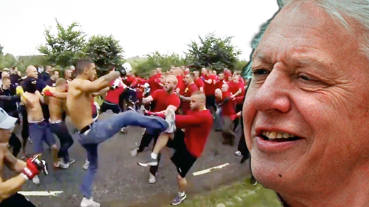 Hooligan Gang Fight kommentiert von David Attenborough