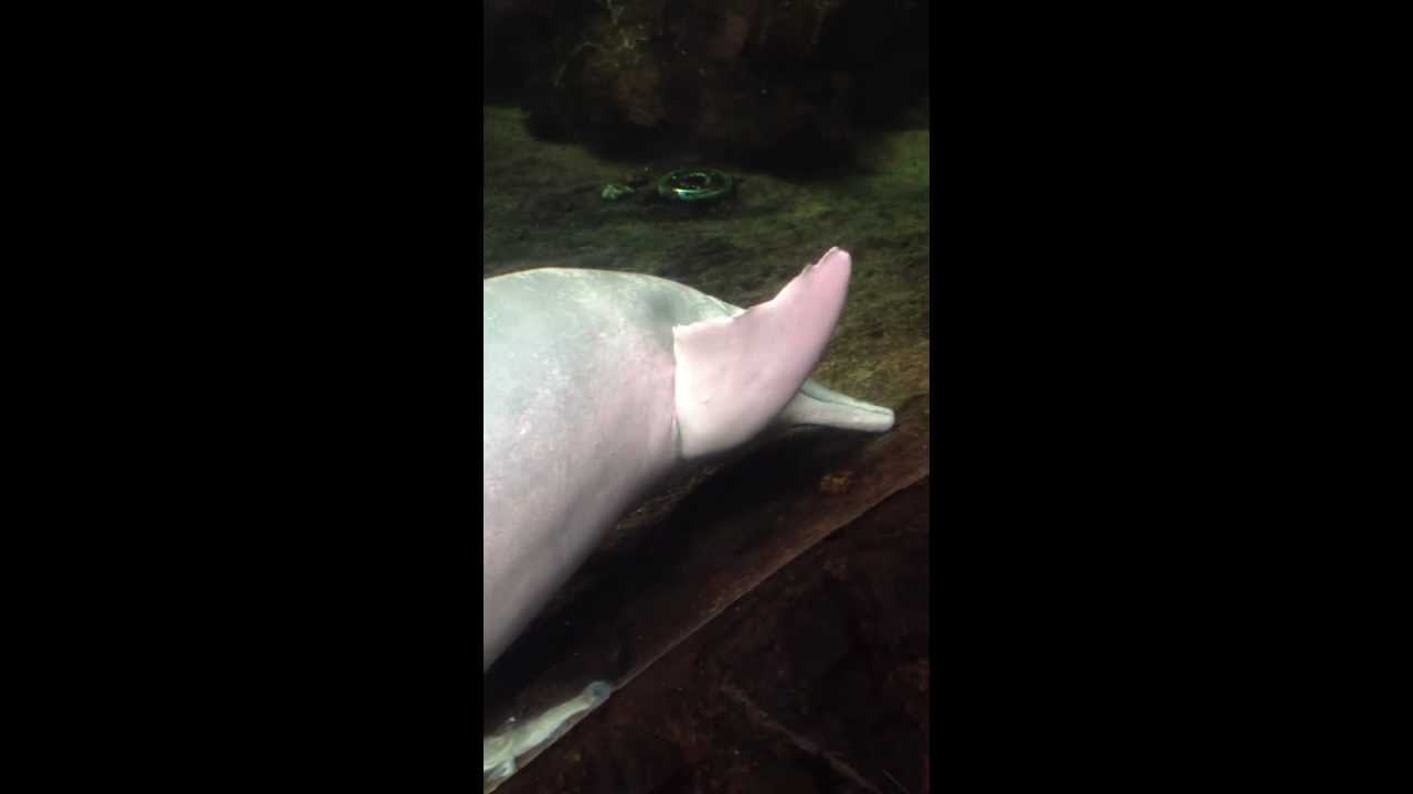 Dolfijn masturbeert in een vissenkop