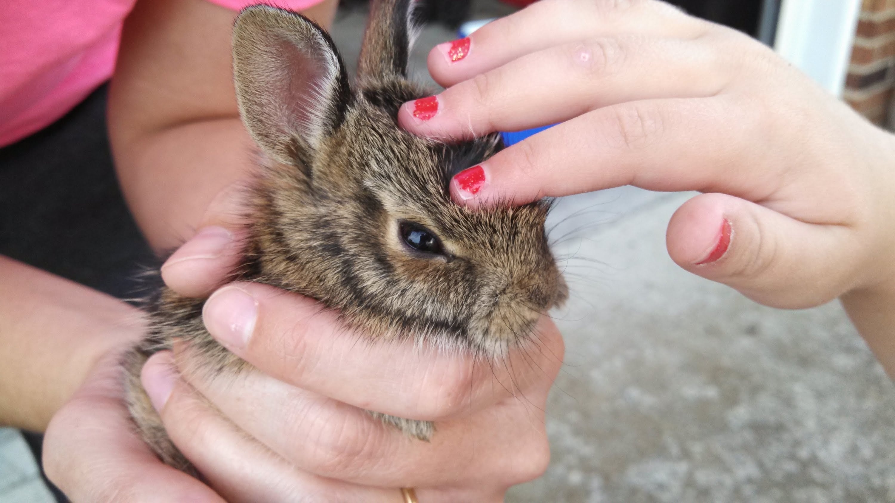 Die Auswilderung eines Hasen Babys und eine Lektion in Sachen Nahrungskette