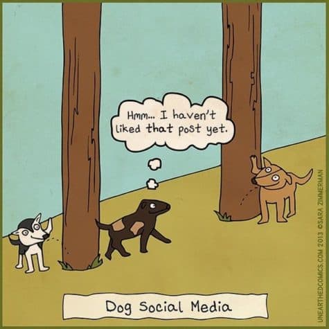 Hunde sociale medier