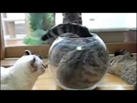 If It Fits, I Sits – The Supercut Video