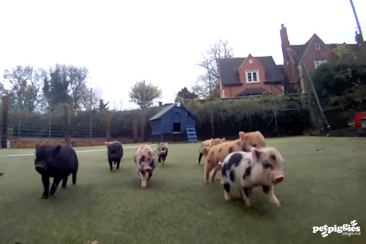 Corri Piggy Run