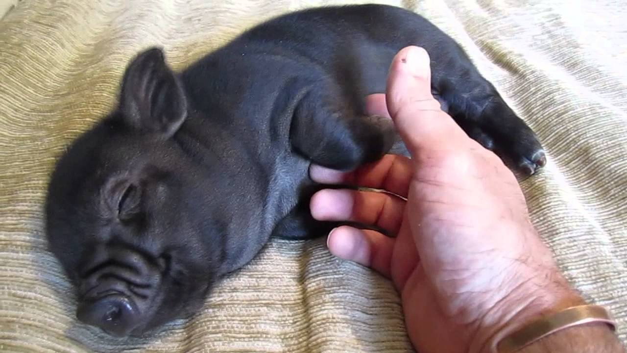 Micro Pig liker å bli klødd på magen