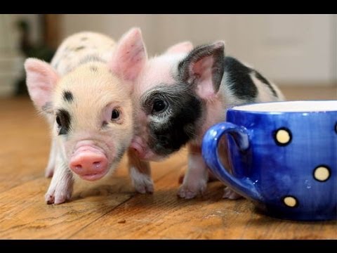 Süsse Mini Schweinchen Compilation