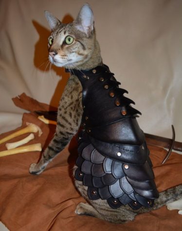 Leder Rüstung für die Katze