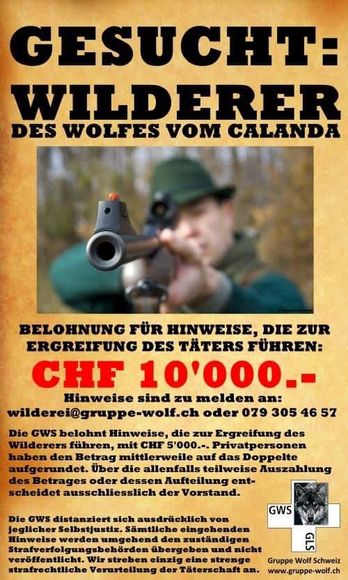 10'000 Franken Kopfgeld auf Wolf Wilderer