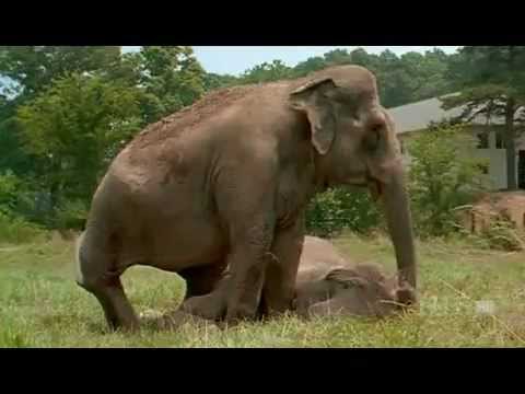 Elephants reunited after 20 years