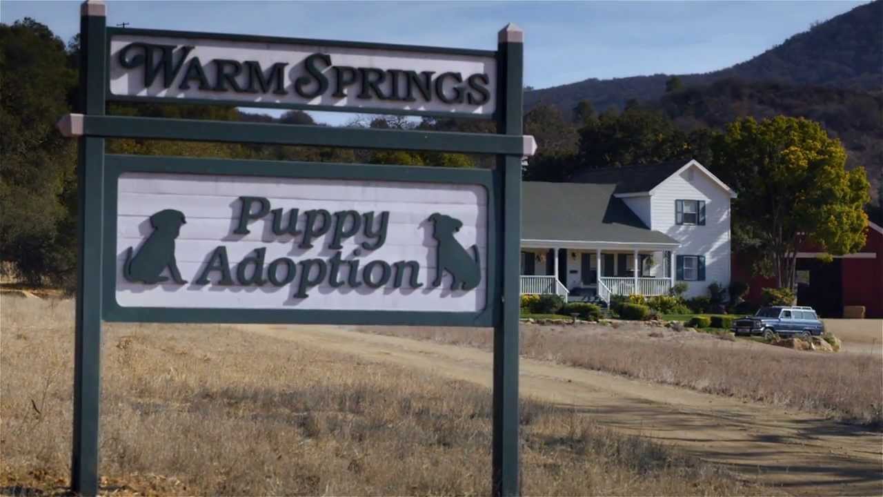 Puppy Love: Eine besondere Freundschaft zwischen einem Pferd und einem Welpen