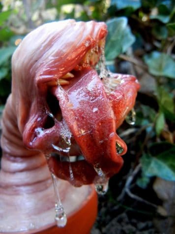 Dogzillalives Bluuuuuuuh