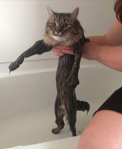 Tuore suihkussa pitkäkarvainen kissa