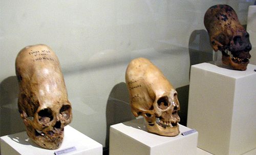 Crâne long de Paracas