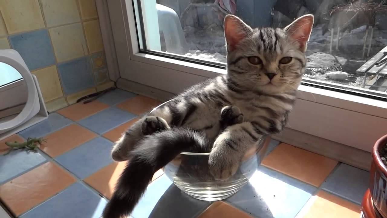 Návrh dňa na podávanie: Mačka v pohári