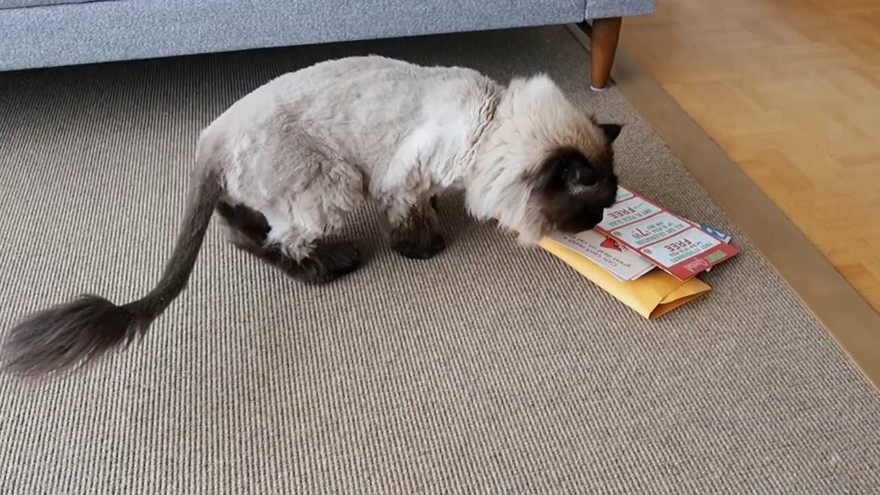 Wurfsendung mit Katzenfutterduft