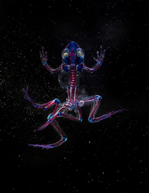 Malamp: Reliquaries - Transparent mutated frogs with colored bones