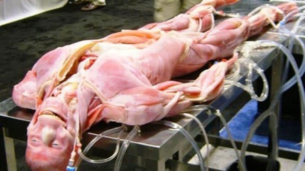 Synthetische menschliche Leichen