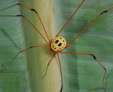Jason Voorhees Spinne