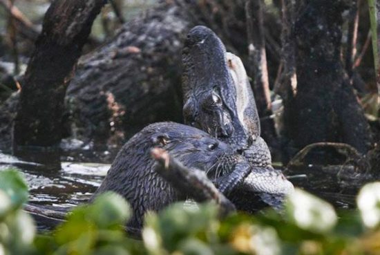 Otter frisst Alligator