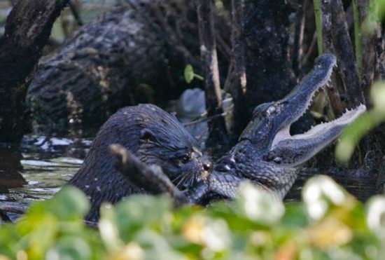 Otter eats alligator